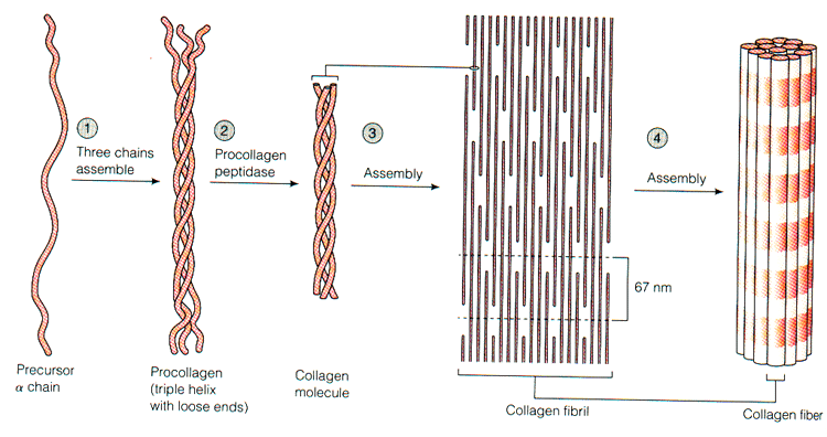Collagen Basic Science Orthobullets Collagen Basic Science Orthobullets